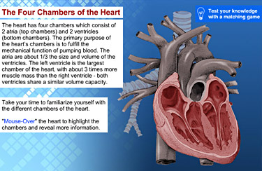 Interactive Exercise: Learning the Human Heart